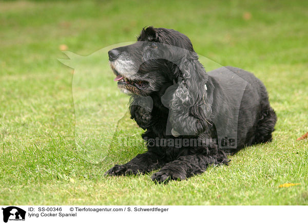 liegender Cocker Spaniel / lying Cocker Spaniel / SS-00346