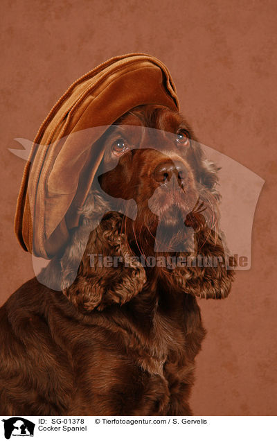 Cocker Spaniel / SG-01378