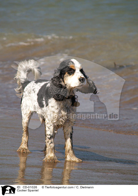 Cocker Spaniel / CD-01026