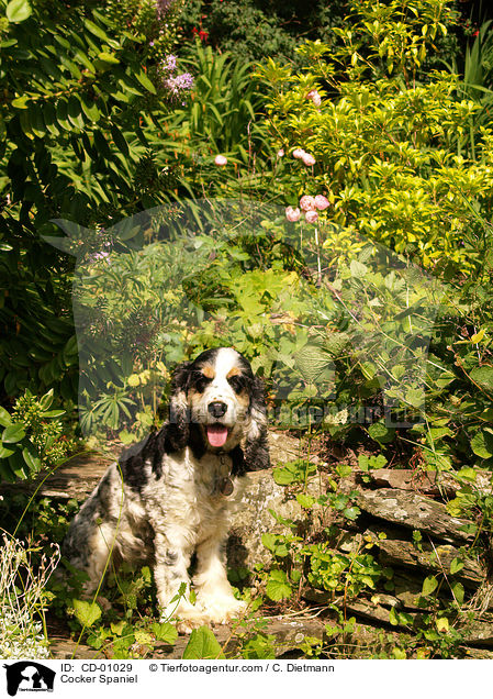 Cocker Spaniel / CD-01029