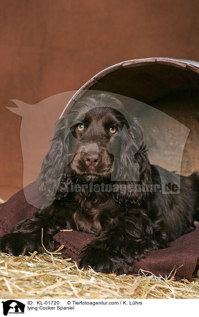 liegender Cocker Spaniel / lying Cocker Spaniel / KL-01720