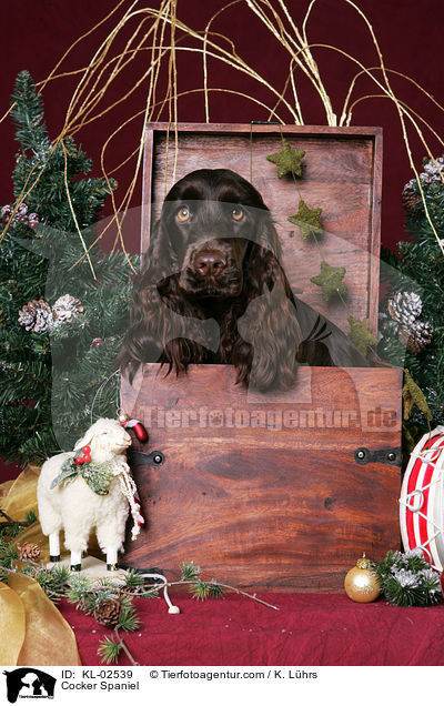 Cocker Spaniel / KL-02539
