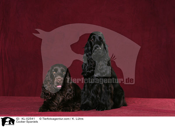 Cocker Spaniels / KL-02541