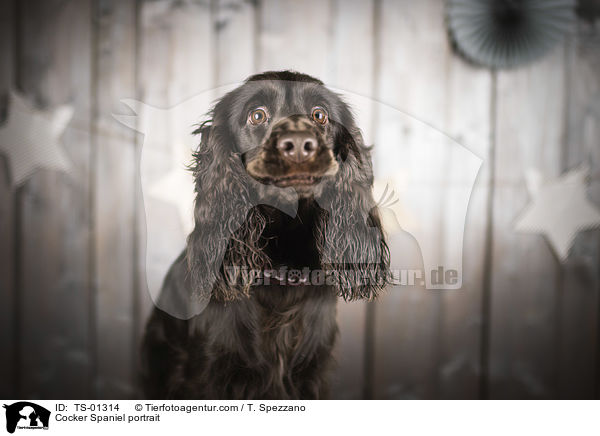 Cocker Spaniel Portrait / Cocker Spaniel portrait / TS-01314