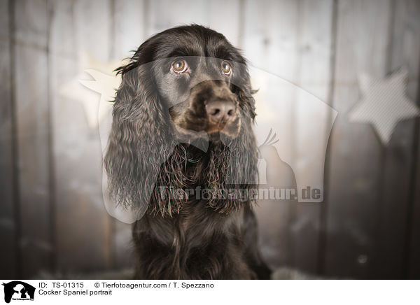 Cocker Spaniel Portrait / Cocker Spaniel portrait / TS-01315