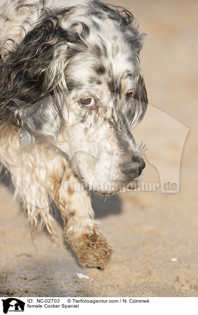 female Cocker Spaniel / NC-02703