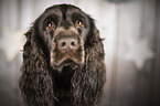 Cocker Spaniel portrait