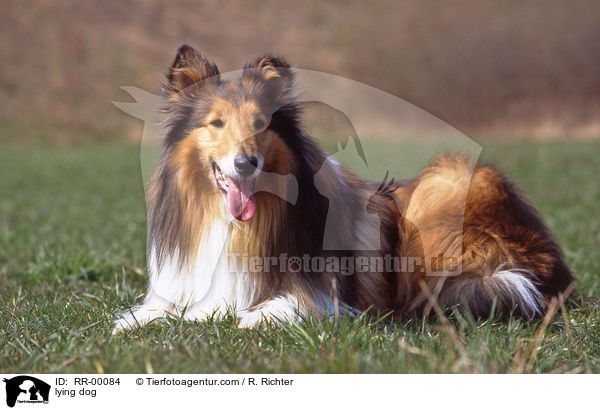 lying dog / RR-00084