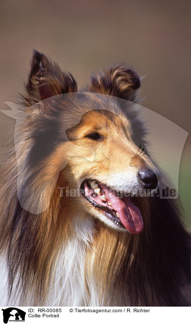 Collie Portrait / RR-00085