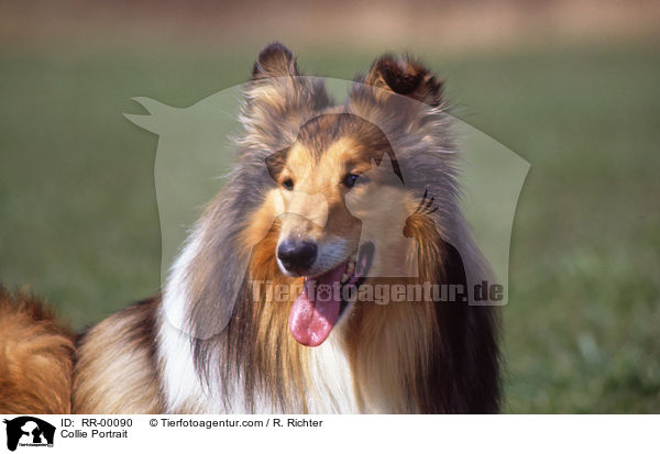 Collie Portrait / RR-00090