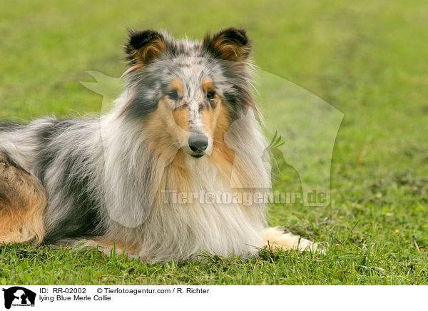 liegender / lying Blue Merle Collie / RR-02002