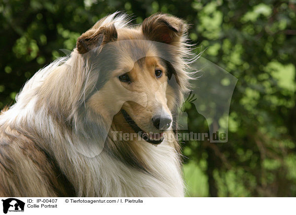 Collie Portrait / IP-00407