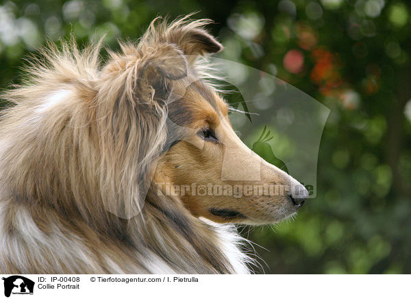 Collie Portrait / IP-00408