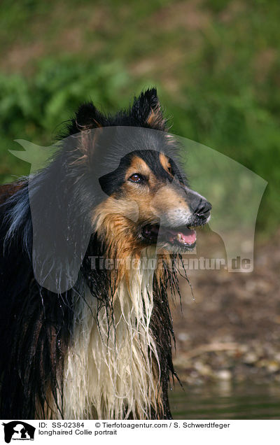 Langhaarcollie Portrait / longhaired Collie portrait / SS-02384