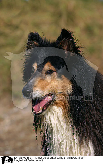 Langhaarcollie Portrait / longhaired Collie portrait / SS-02386