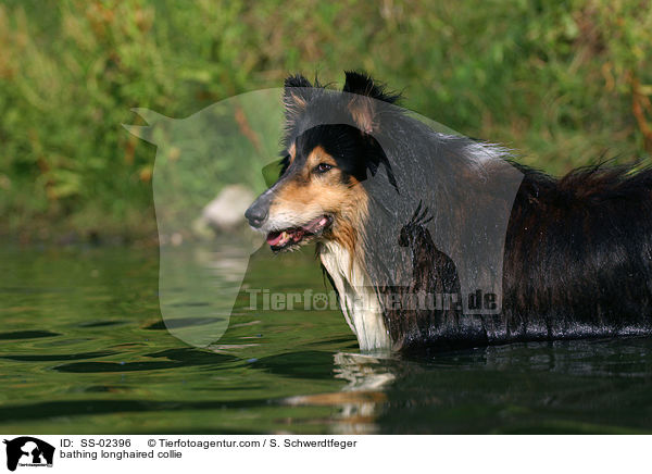 badender Langhaarcollie / bathing longhaired collie / SS-02396
