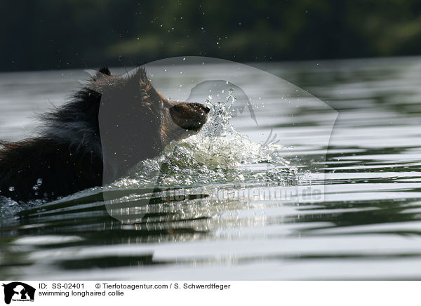 schwimmender Langhaarcollie / swimming longhaired collie / SS-02401