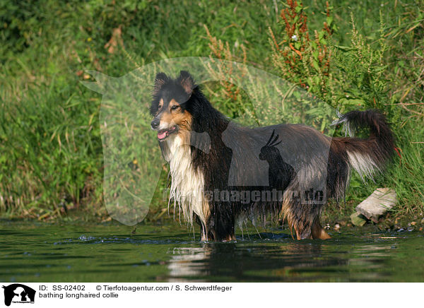 badender Langhaarcollie / bathing longhaired collie / SS-02402