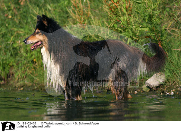 badender Langhaarcollie / bathing longhaired collie / SS-02403