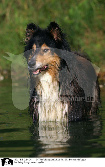 badender Langhaarcollie / bathing longhaired collie / SS-02404