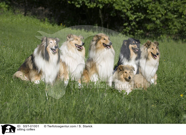 sitting collies / SST-01001