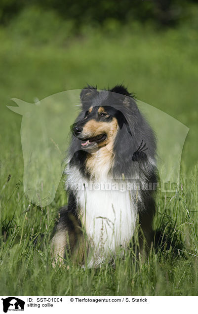 sitting collie / SST-01004