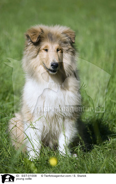 young collie / SST-01008