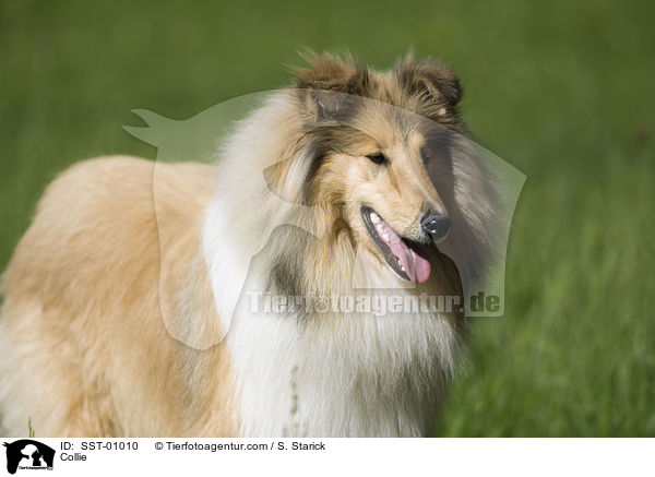 Collie / SST-01010