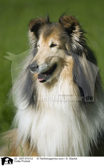 Collie Portrait / SST-01012