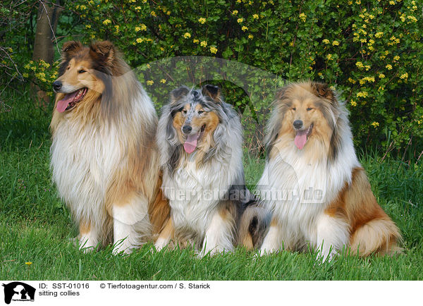 sitting collies / SST-01016