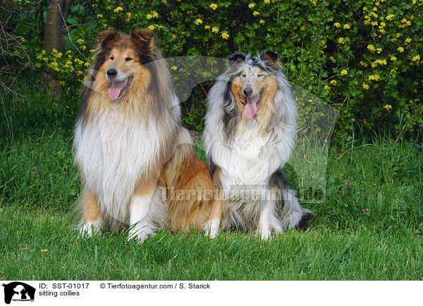 sitting collies / SST-01017