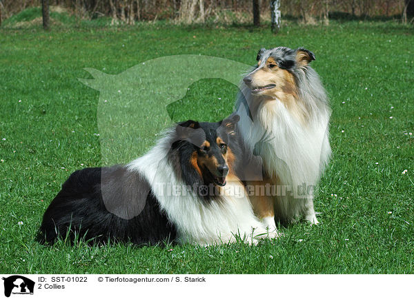 2 Collies / SST-01022