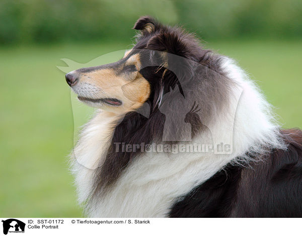 Collie Portrait / Collie Portrait / SST-01172