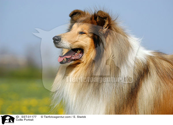 Collie Portrait / SST-01177