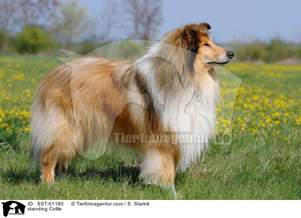 standing Collie / SST-01180