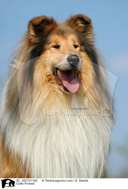 Collie Portrait / SST-01182