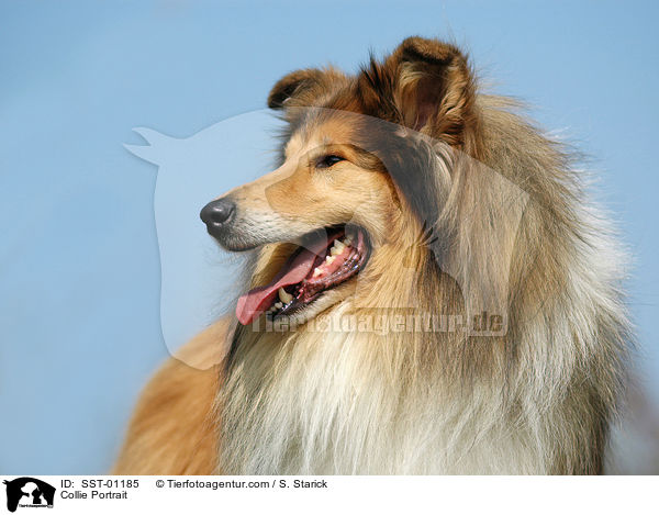 Collie Portrait / SST-01185