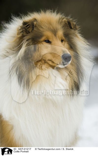 Collie Portrait / SST-01217