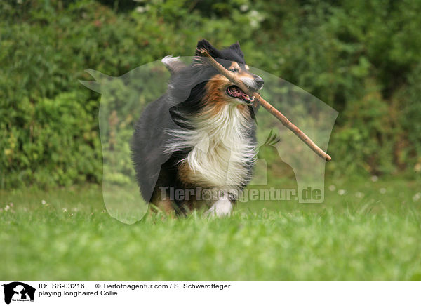 playing longhaired Collie / SS-03216