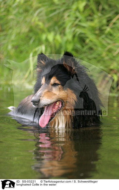 longhaired Collie in the water / SS-03221