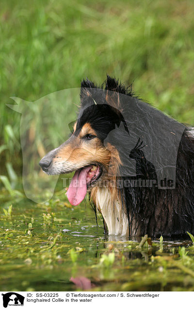 longhaired Collie in the water / SS-03225