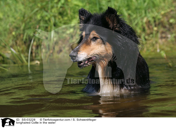 longhaired Collie in the water / SS-03228