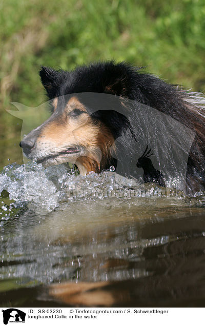 Langhaarcollie im Wasser / longhaired Collie in the water / SS-03230