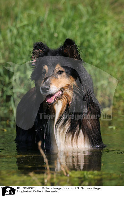 Langhaarcollie im Wasser / longhaired Collie in the water / SS-03236