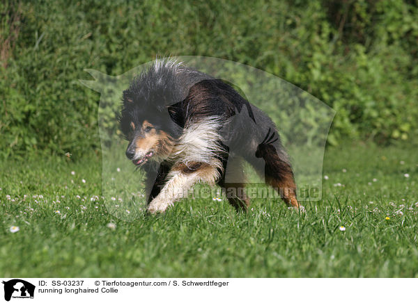 running longhaired Collie / SS-03237
