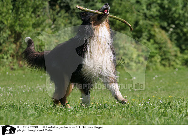 Langhaarcollie spielt mit Stckchen / playing longhaired Collie / SS-03239