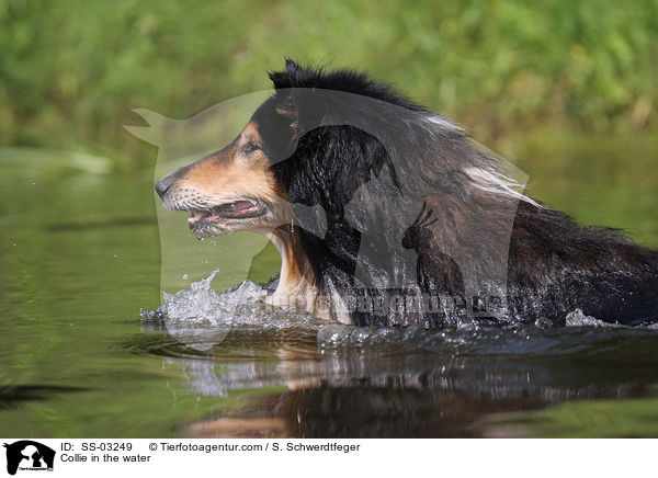 Collie im Wasser / Collie in the water / SS-03249