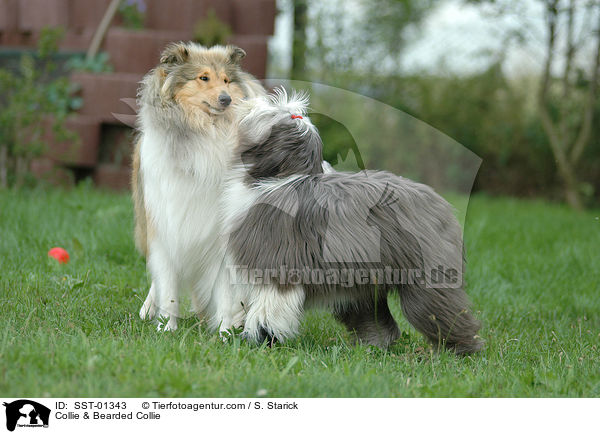 Collie & Bearded Collie / SST-01343