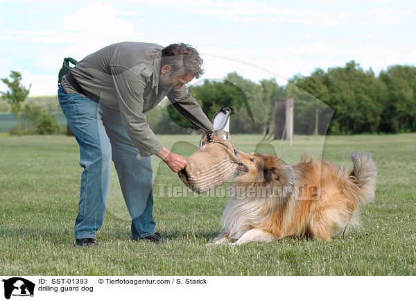 Ausbildung zum Schutzhund / drilling guard dog / SST-01393