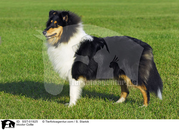 tricolor Collie / tricolor Collie / SST-01925
